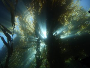 Im Kelp